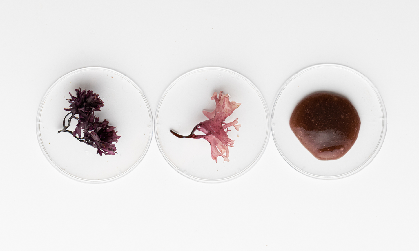Raw Irish Sea Moss
