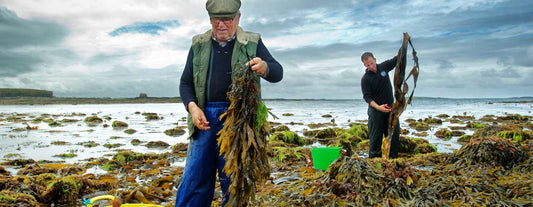 Irish Sea Moss Bladderwrack and seaweed harvesting