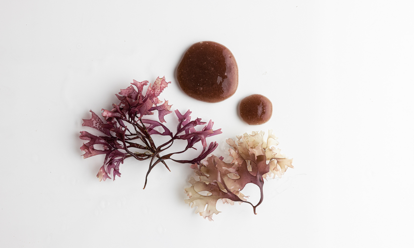 Gel de mousse de mer d'Irlande