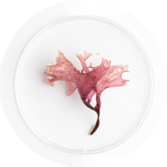 Raw Sea Moss