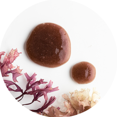Sea Moss Gel